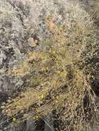 Image of Ash Meadows Gumweed