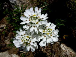 Plancia ëd Iberis sempervirens L.