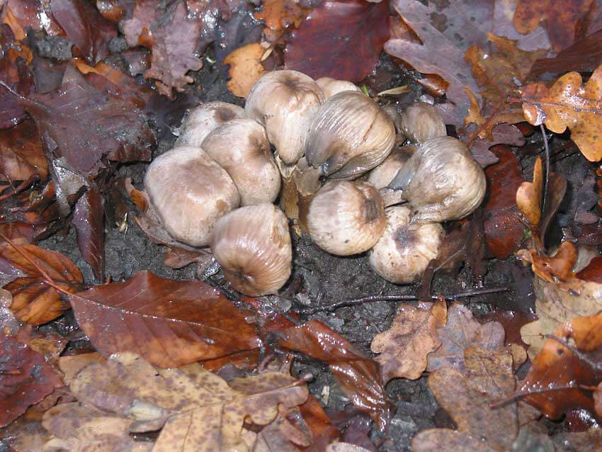 Coprinopsis atramentaria (Bull.) Redhead, Vilgalys & Moncalvo 2001 resmi