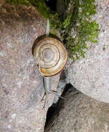 Image de Chilostoma cingulatum (Studer 1820)