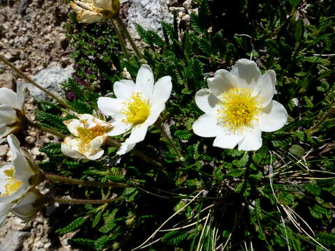 Imagem de Dryas octopetala L.