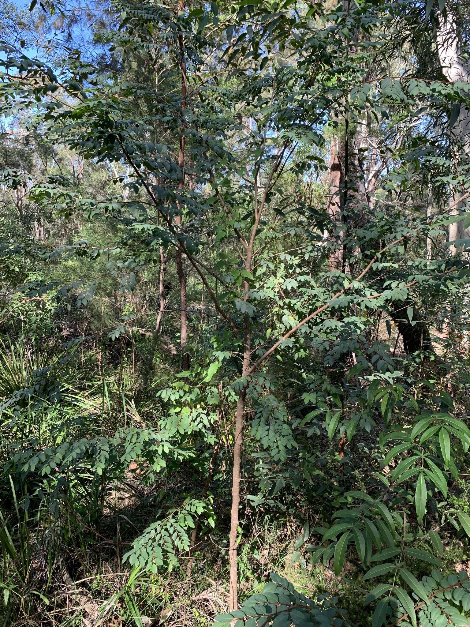 Image of Breynia oblongifolia (Müll. Arg.) Müll. Arg.