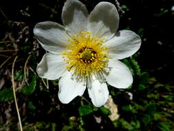 Imagem de Dryas octopetala L.