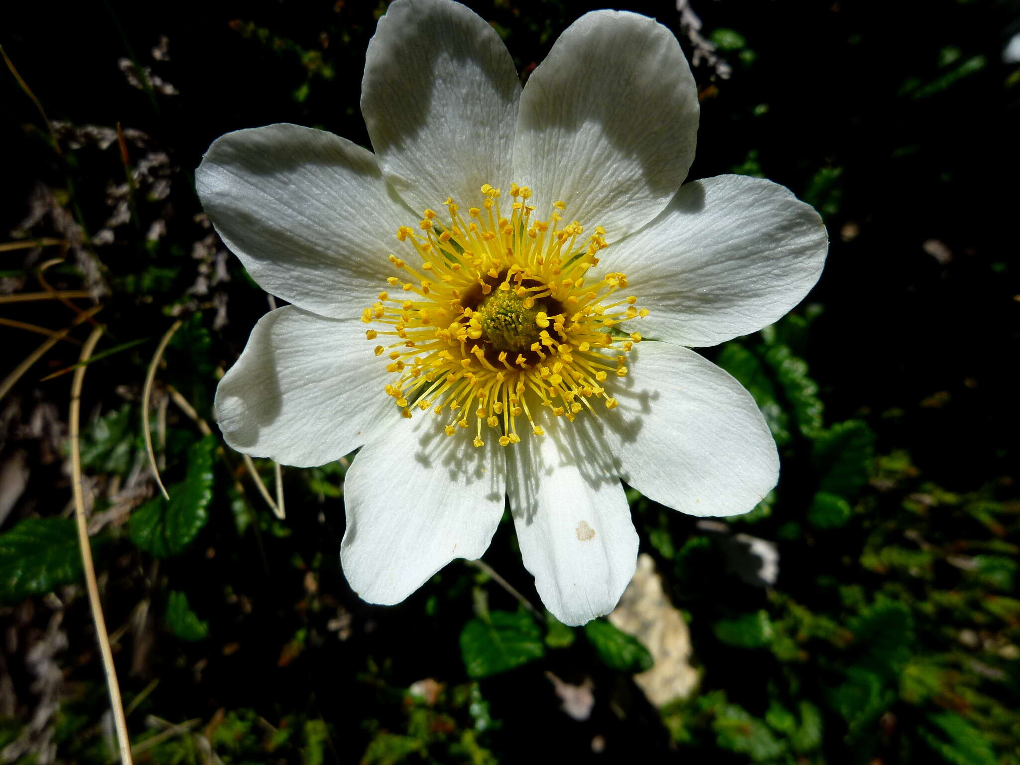 Imagem de Dryas octopetala L.