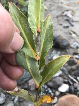 Image of Setchell's Willow