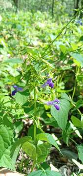 Imagem de Salvia caudata Epling