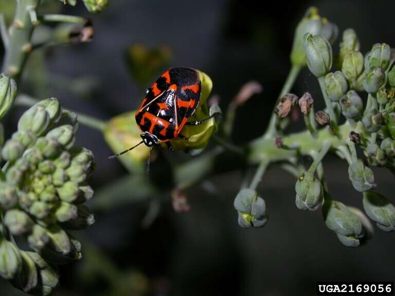 Image of Harlequin Bug