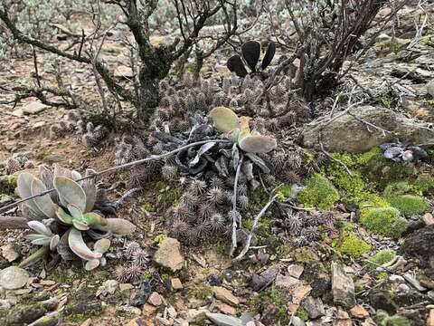 Imagem de Ceropegia pillansii Bruyns