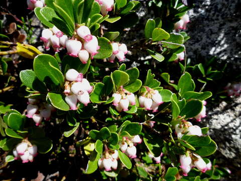 Image of bearberry