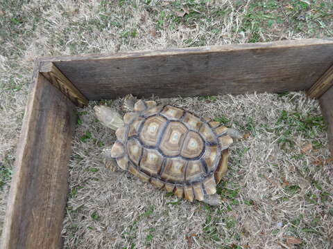 Image of spurred tortoise