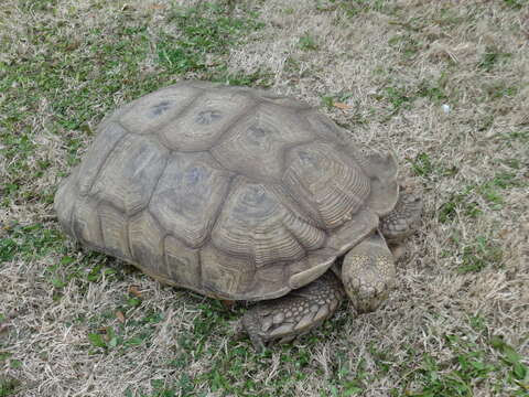 Image of spurred tortoise