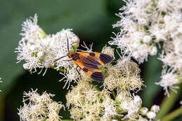 Image of <i>Dycladia emerita</i> Schaus