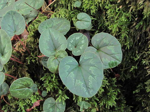 Image de Cyclamen coum subsp. caucasicum (C. Koch) O. Schwarz