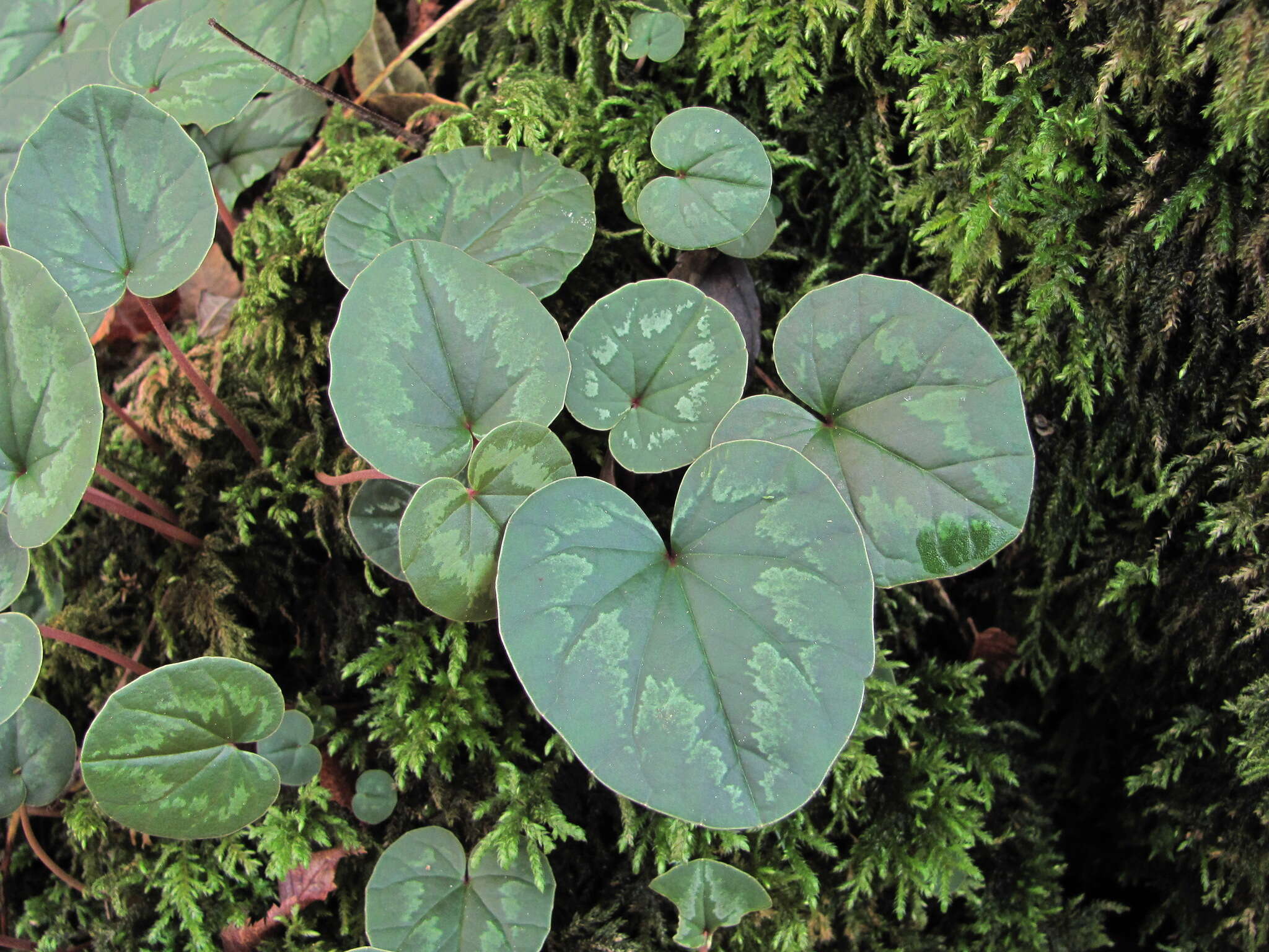 Image of Cyclamen coum subsp. caucasicum (C. Koch) O. Schwarz