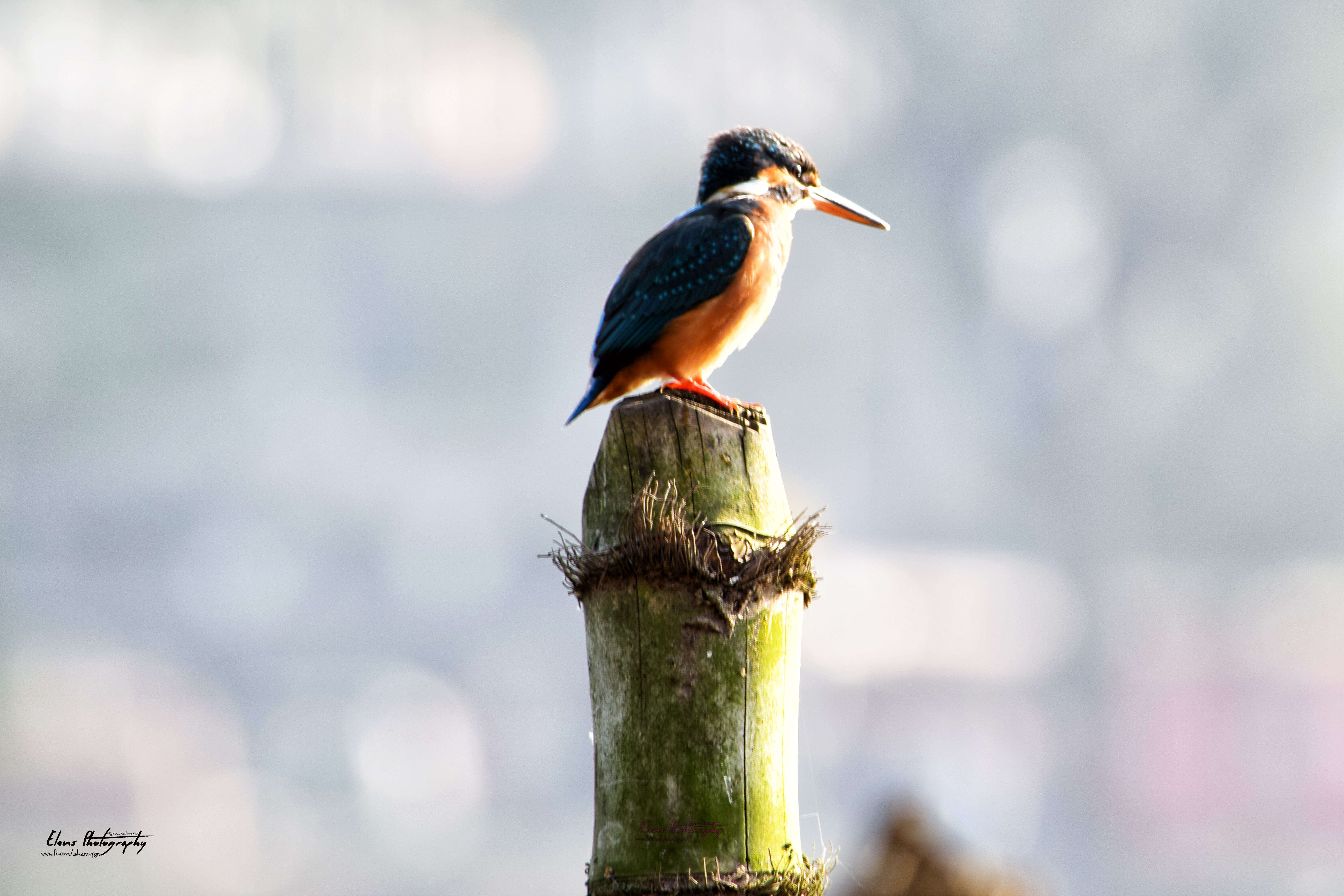 Image of Common Kingfisher