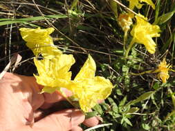 Imagem de Oenothera hartwegii subsp. pubescens (A. Gray) W. L. Wagner & Hoch