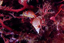 Image of Diaphorodoris papillata Portmann & Sandmeier 1960