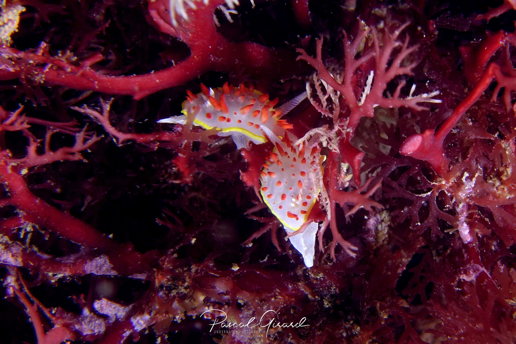 Image of Diaphorodoris papillata Portmann & Sandmeier 1960