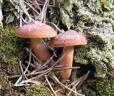 Image of Rufous Milkcap