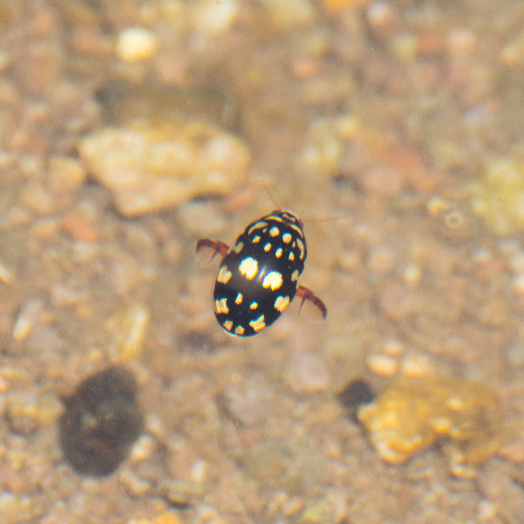 Image of Sunburst Diving Beetle