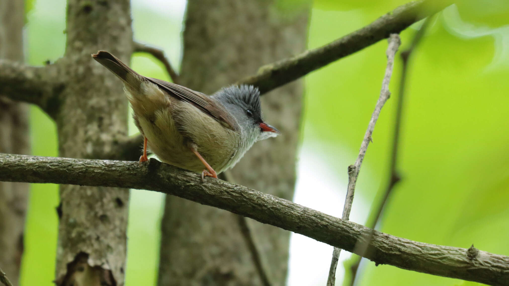 Image of Black-chinned Yuhina