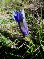 Image of Stemless Gentian