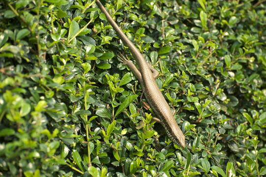 Image of Longtail Mabuya