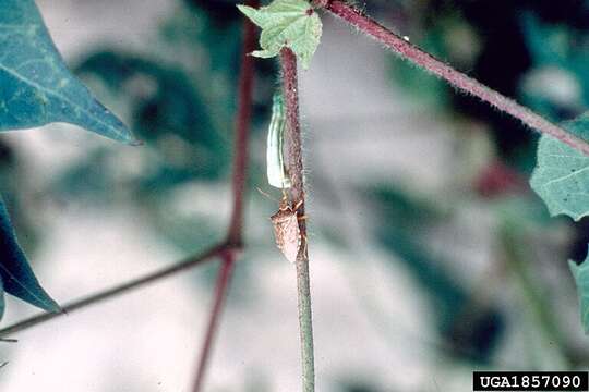 Image of Spined Soldier Bug