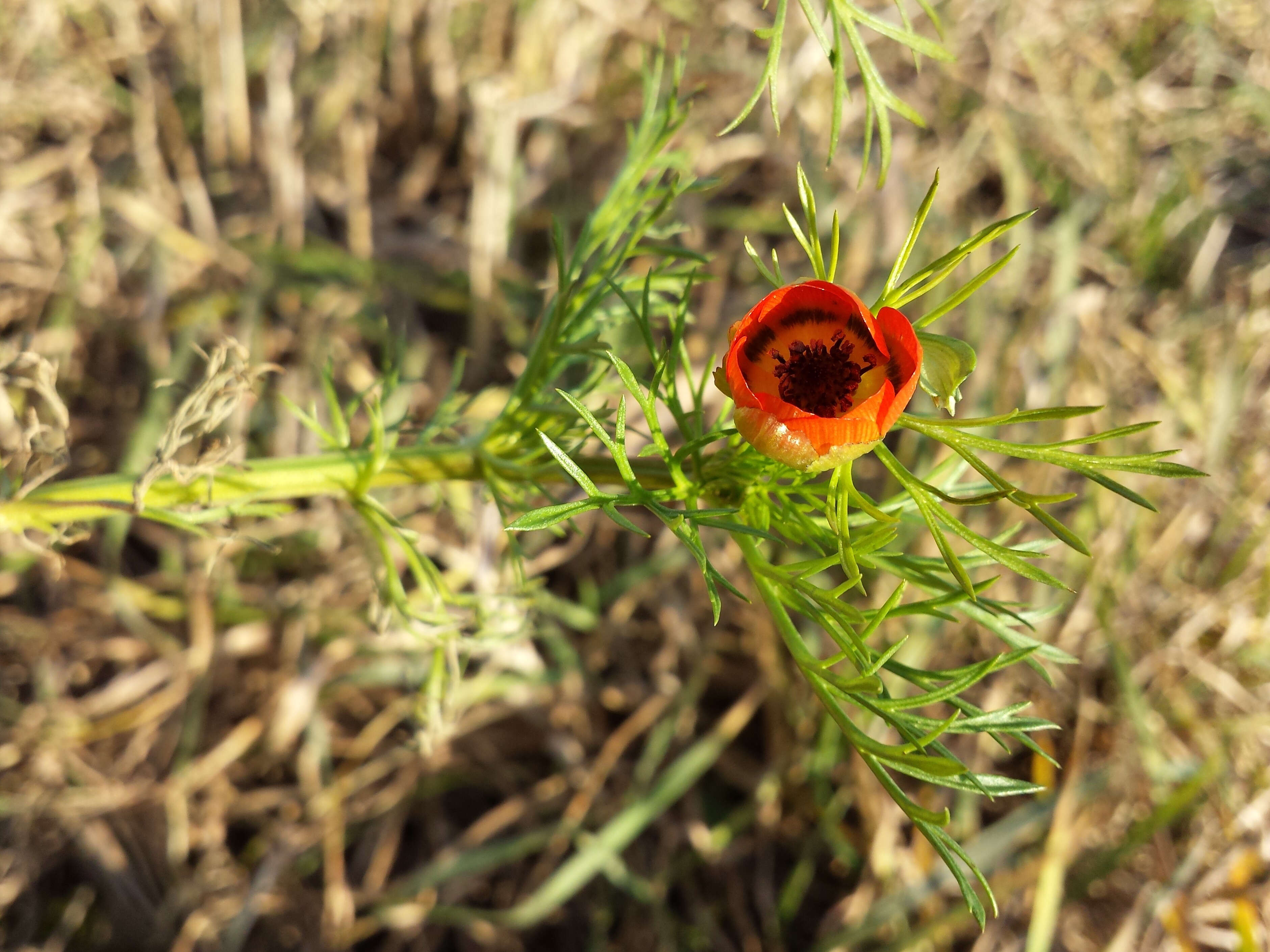 Image of summer pheasant's eye