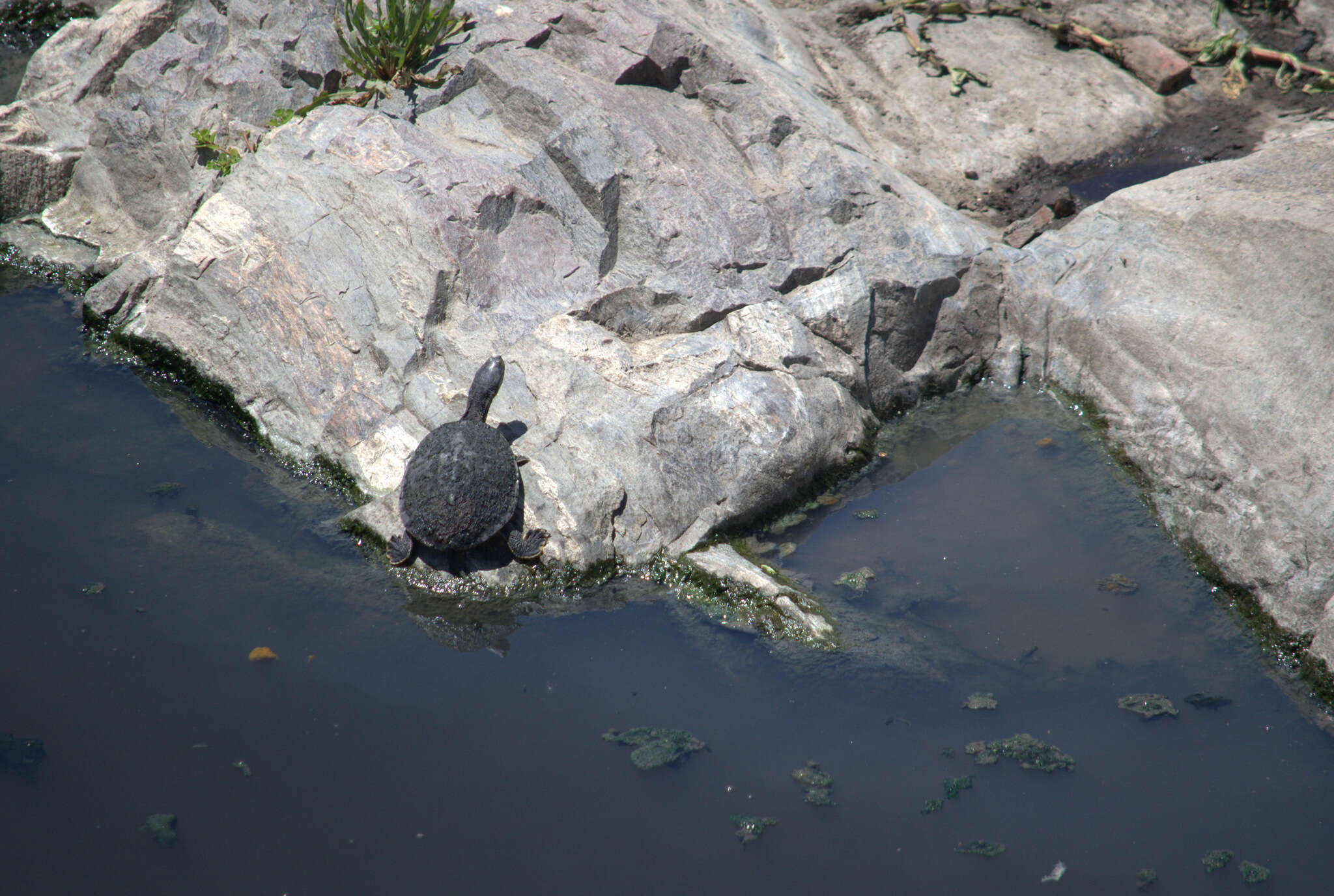 Image of Cotinga River Toadhead Turtle