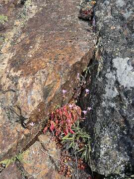 Image of Congdon's lewisia