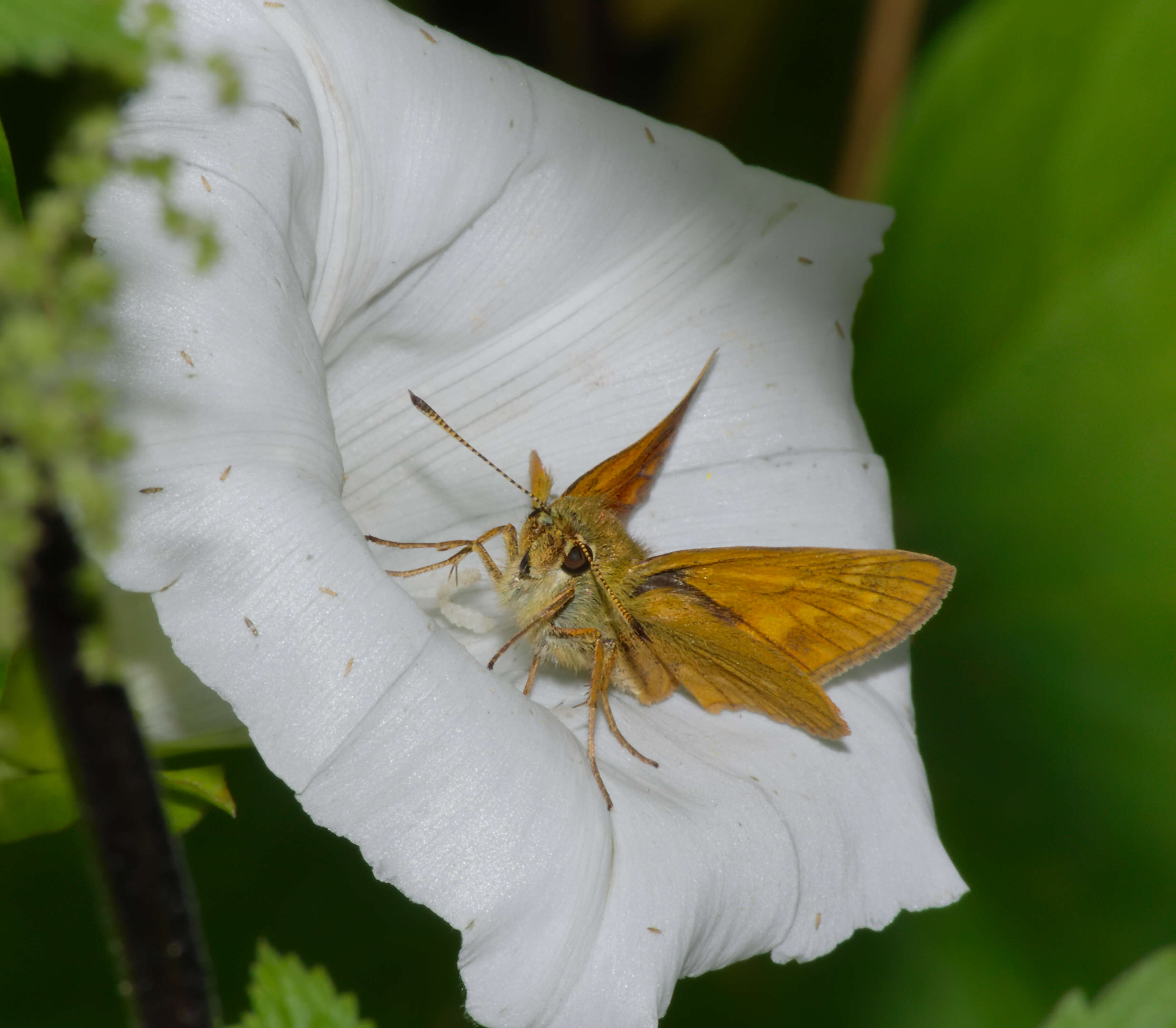 Image of Ochlodes sylvanus