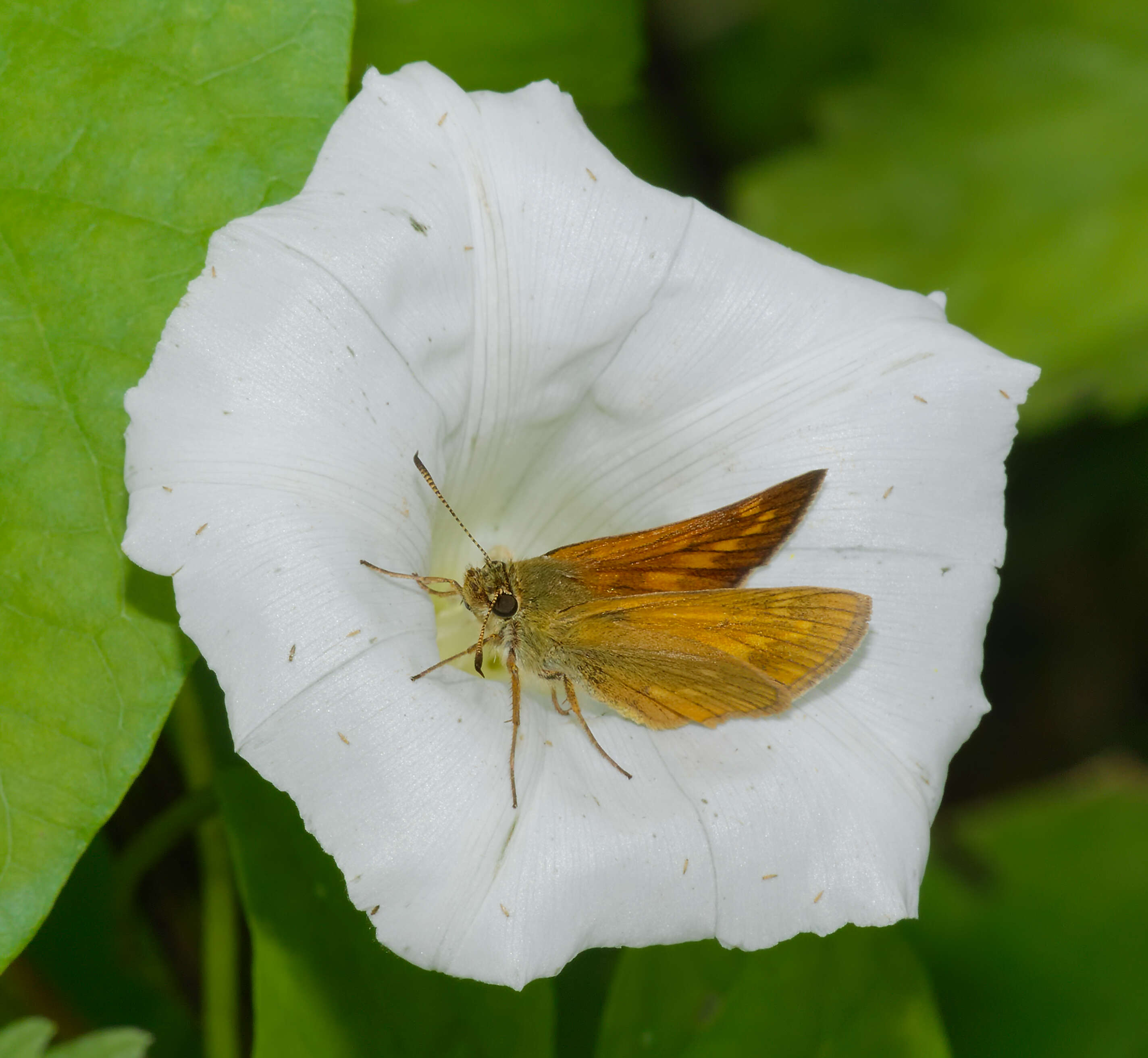 Ochlodes sylvanus resmi