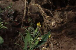 صورة Trixis hyposericea S. Wats.