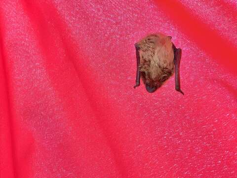 Image of Evening Bat