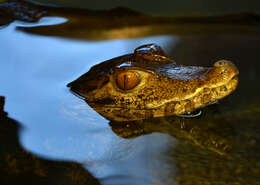 Image of Schneider's Smooth-fronted Caiman