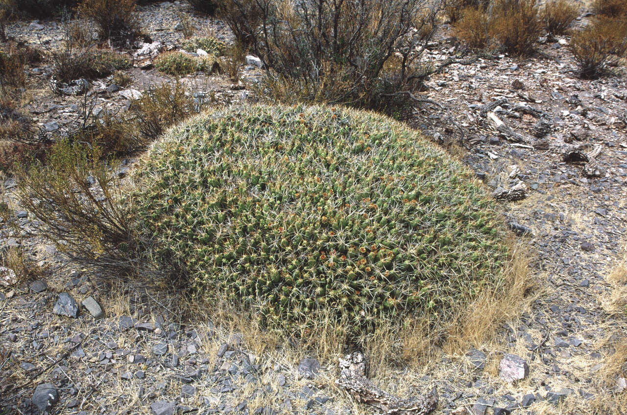 Image of Cumulopuntia boliviana (Salm-Dyck) F. Ritter