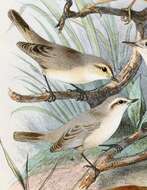 Image of Plain Leaf Warbler