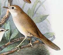 Image of Brown Bush Warbler