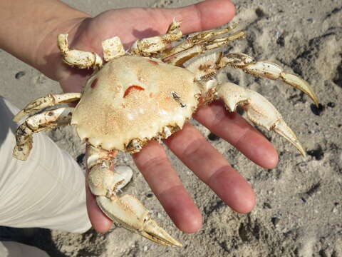 Image of three-spot swimming crab