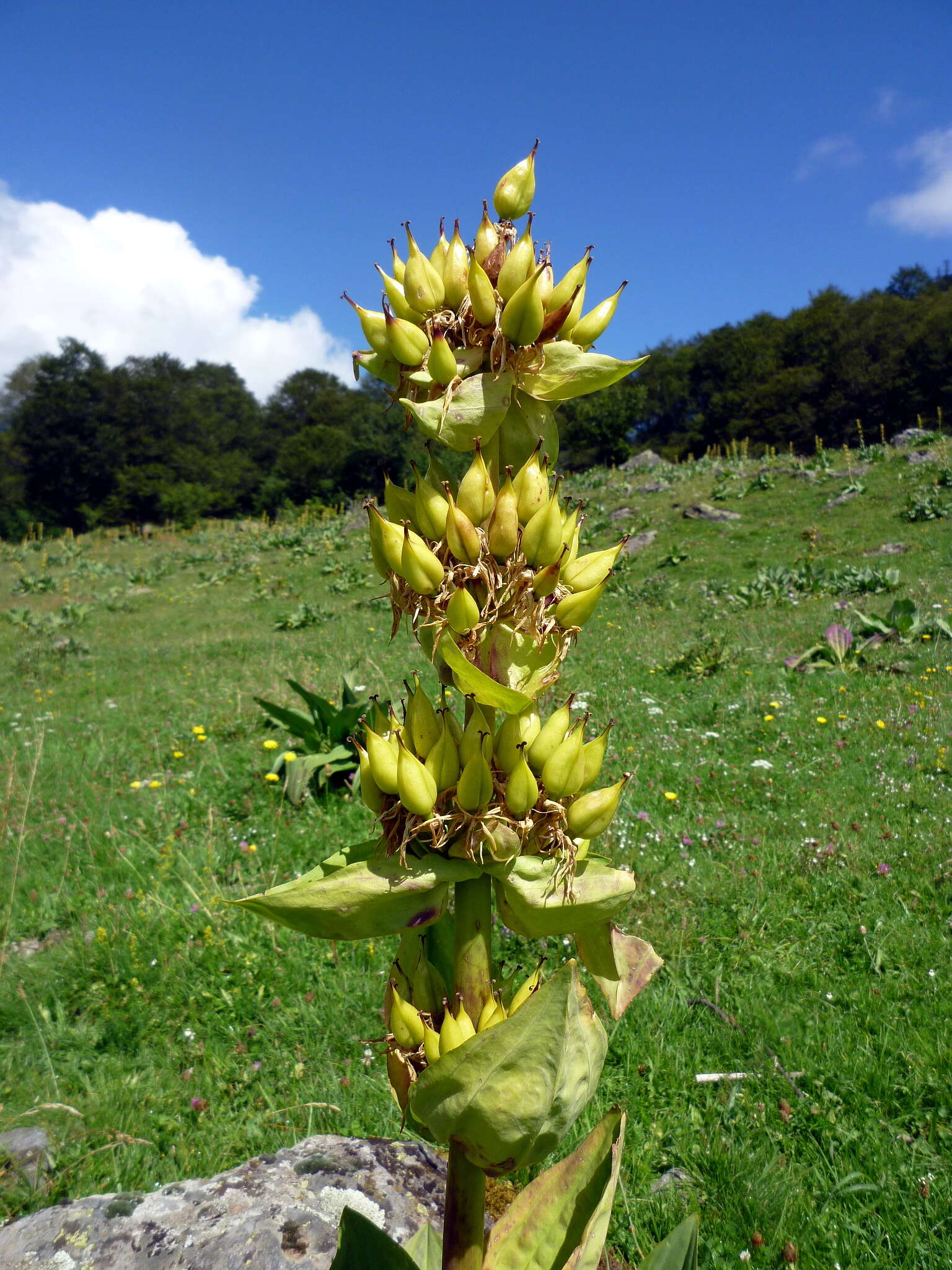 Image of bitter root