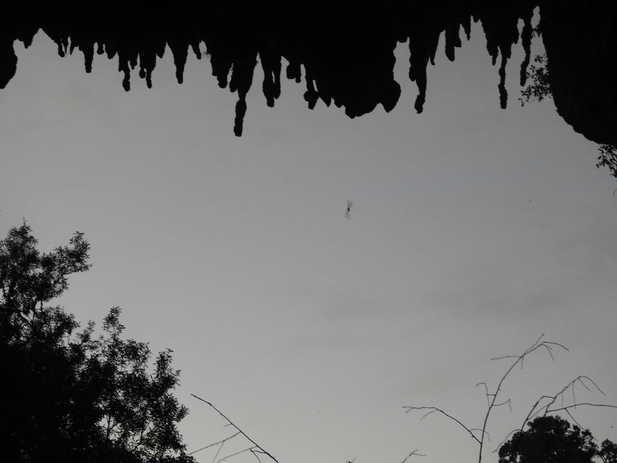 Image of Pied bats; Wattled bats.