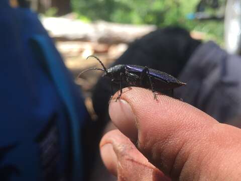 Image of Long-horned beetle