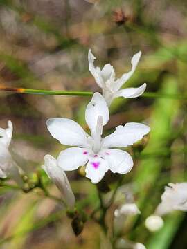 Image of Schizorhiza neglecta (Goldblatt) Goldblatt & J. C. Manning