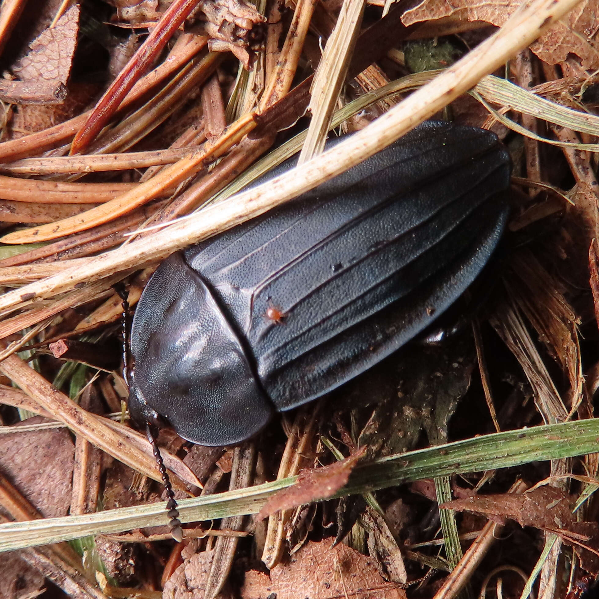 Necrophila (Eusilpha) japonica (Motschulsky 1861) resmi