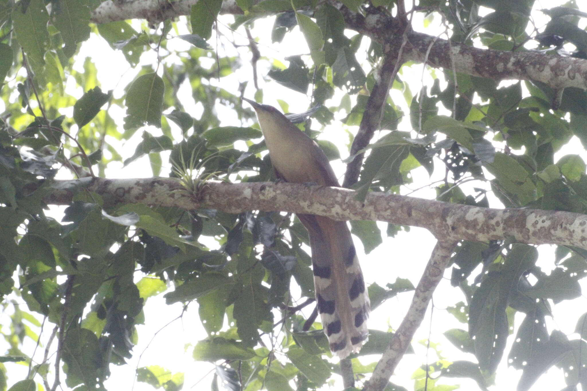 Image of Cuban Lizard-cuckoo