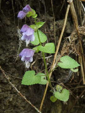 Image of Meehania urticifolia (Miq.) Makino