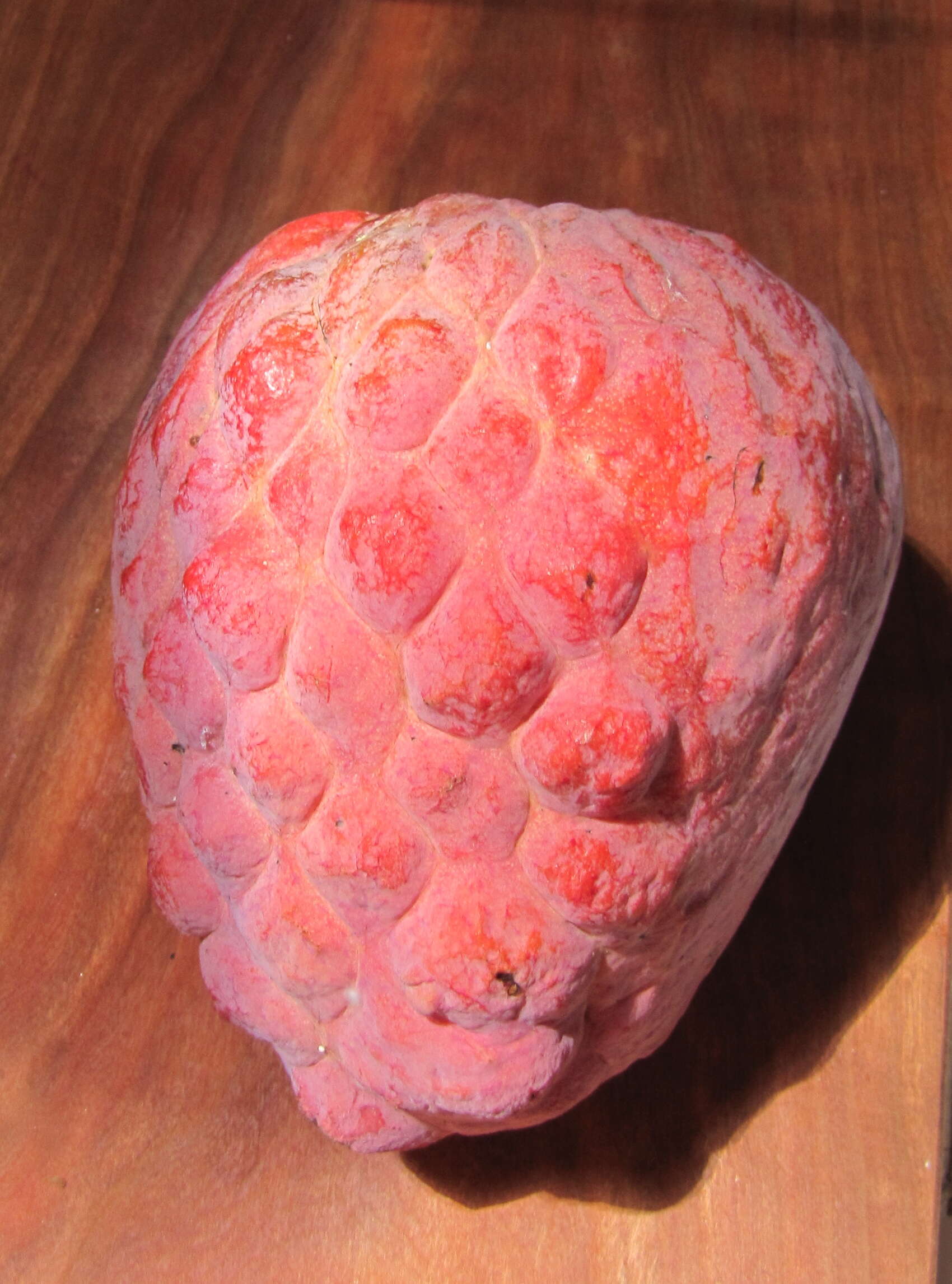 Imagem de Annona reticulata L.