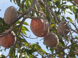 Image of custard apple