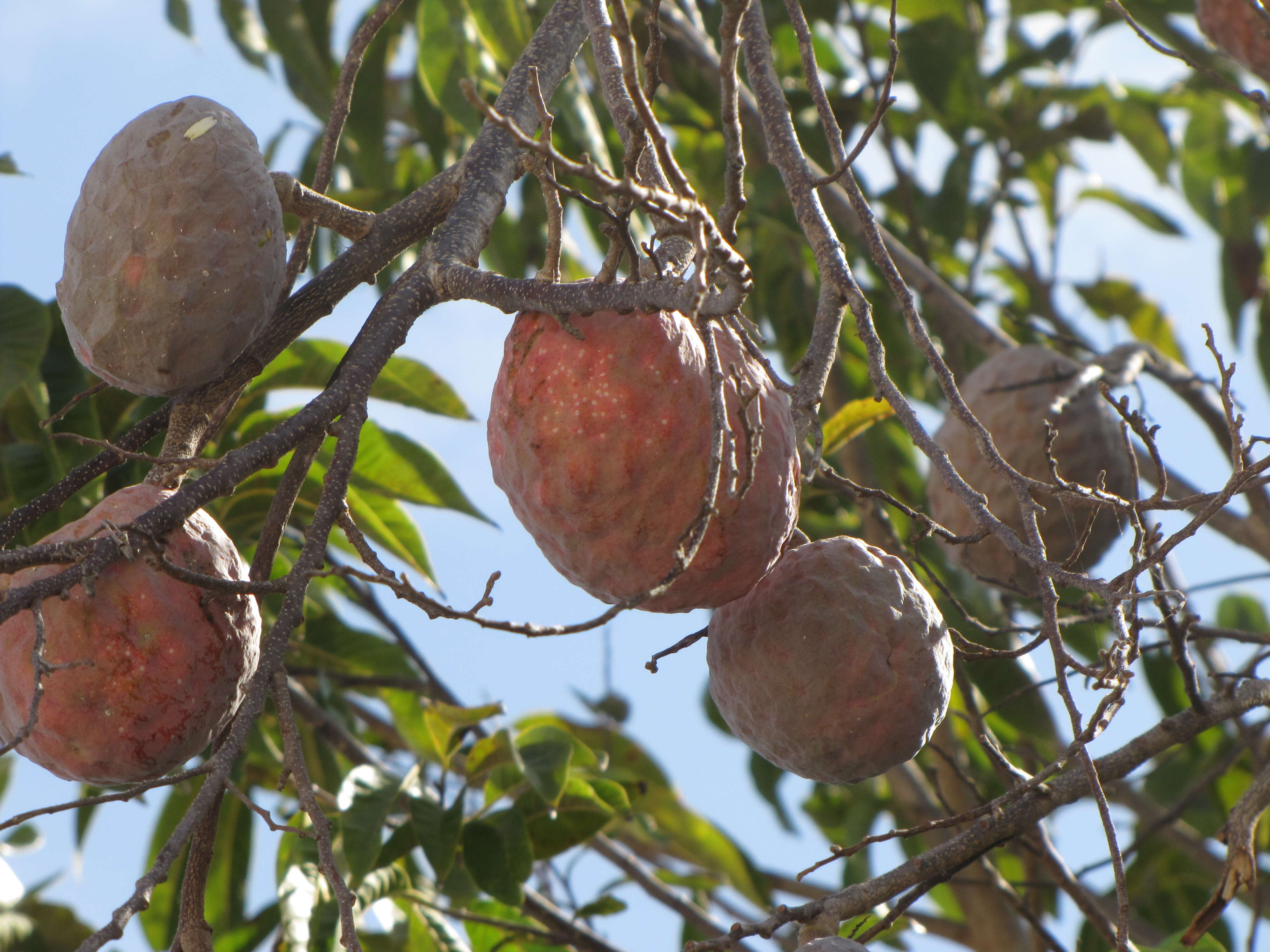 Image of custard apple